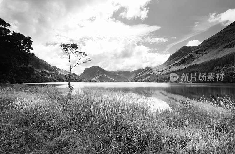 单幅图片Buttermere Tree和Fleetwith Pike